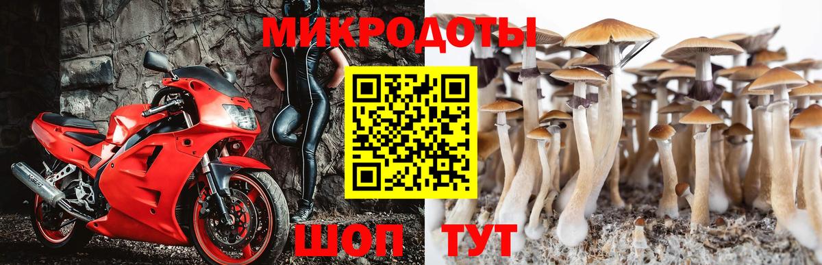 Галлюциногенные грибы Psilocybe Шатура